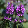 Stachys monieri 'Hummelo': Bild 1/6