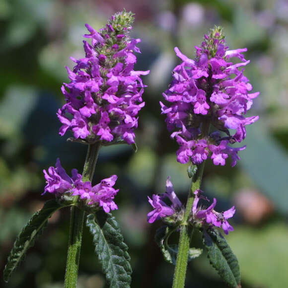 Stachys monieri 'Hummelo': Bild 1/6 Stachys monieri 'Hummelo': Bild 1/6