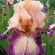 Iris germanica 'Carnival Song': Bild 2/2