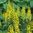 Ligularia stenocephala 'The Rocket': Bild 1/3