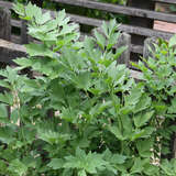 Levisticum officinale - Liebstöckel