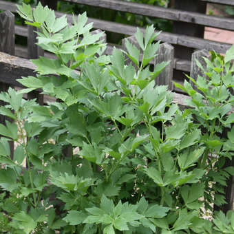 Levisticum officinale