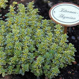 Thymus citriodorus 'Bertram Anderson' - Zitronenthymian