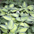 Hosta 'June': Bild 6/7