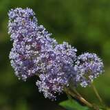 Ceanothus delilianus 'Gloire de Versailles' - Säckelblume