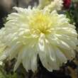 Chrysanthemum kor. 'Hansa': Bild 1/2