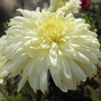 Chrysanthemum kor. 'Hansa'