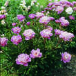Paeonia lactiflora 'Sarah Bernhardt': Bild 2/2