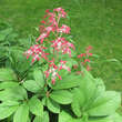 Rodgersia henrici: Bild 1/1