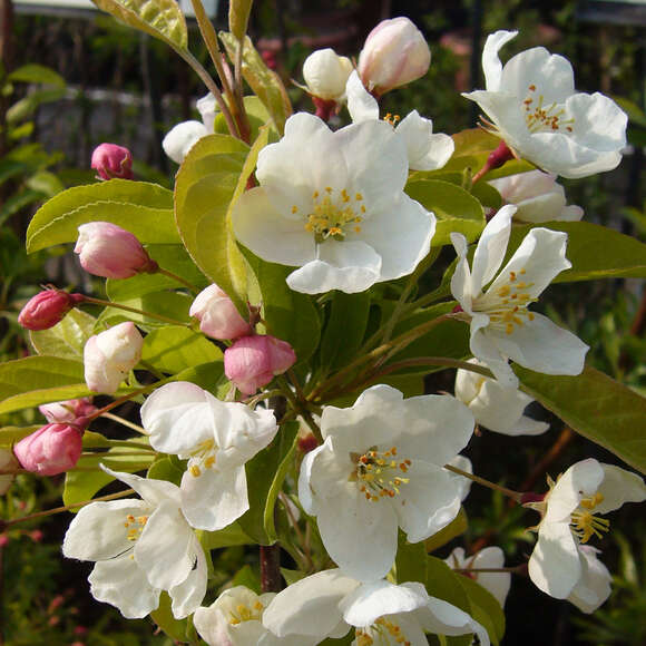 Malus 'Calocarpa': Bild 2/8