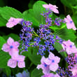 Hydrangea serrata 'Bluebird': Bild 1/6