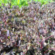 Sedum 'Dazzleberry': Bild 5/5