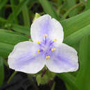 Tradescantia andersoniana 'Osprey' - Dreimasterblume