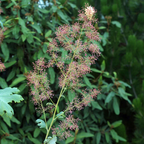 Macleaya microcarpa 'Coral Plume': Bild 2/3 Macleaya microcarpa 'Coral Plume': Bild 2/3