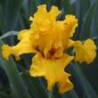 Iris germanica 'Spirit of Memphis': Bild 1/1