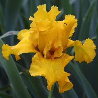 Iris germanica 'Spirit of Memphis'