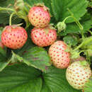 Fragaria ananassa 'White Dream' - Ananaserdbeere