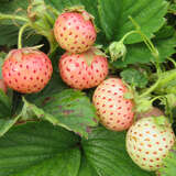 Fragaria ananassa  'White Dream' - Ananaserdbeere