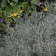 Helichrysum italicum: Bild 5/6