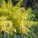Rhus typhina 'Tiger Eyes' - Essigbaum
