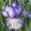 Iris germanica 'Autumn Circus': Bild 3/3