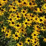 Rudbeckia fulgida 'Early Bird Gold' - Sonnenhut