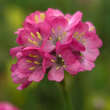 Armeria maritima 'Rubrifolia': Bild 4/4
