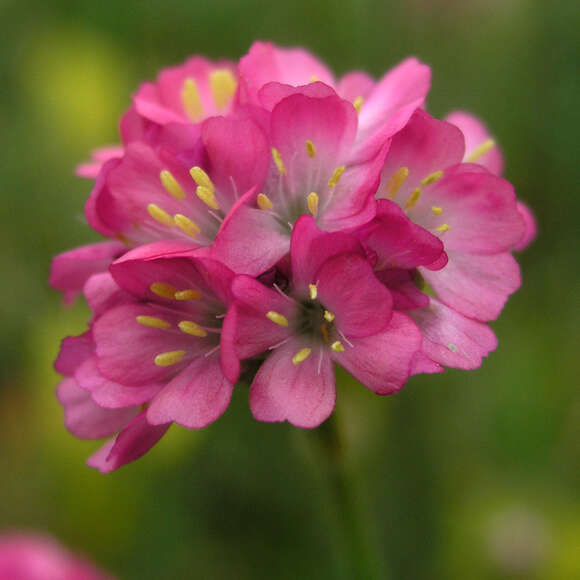 Armeria maritima 'Rubrifolia': Bild 4/4 Armeria maritima 'Rubrifolia': Bild 4/4