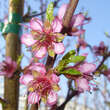Prunus pers. 'Heidemaria': Bild 2/2
