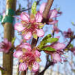 Prunus persica 'Heidemaria': Bild 2/2
