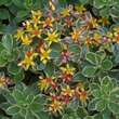 Sedum kamtschaticum 'Variegatum': Bild 2/5