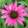 Echinacea purpurea 'Dixie Belle': Bild 1/3