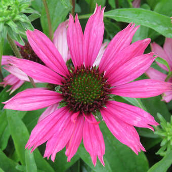 Echinacea purpurea 'Dixie Belle'