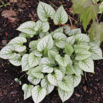 Brunnera macrophylla 'Mr. Morse'
