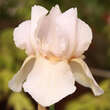 Iris germanica 'Constant Wattez': Bild 2/4