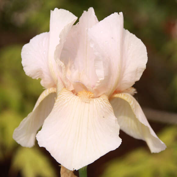 Iris germanica 'Constant Wattez': Bild 2/4 Iris germanica 'Constant Wattez': Bild 2/4