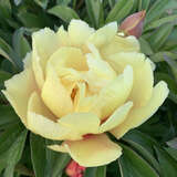 Paeonia Intersec. 'Sonoma Sun' - Pfingstrose Intersectional-Hybride