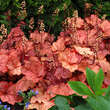 Heuchera 'Georgia Peach': Bild 5/5