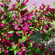 Weigela 'Roter Zwerg': Bild 1/1