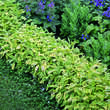 Salvia officinalis 'Aurea': Bild 2/5