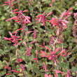 Agastache 'Kudos Coral': Bild 3/5