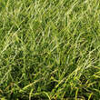 Carex morrowii 'Variegata': Bild 4/7