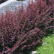 Berberis ottawensis 'Superba': Bild 1/3