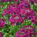 Primula japonica 'Millers Crimson' - Etagenprimel