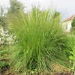 Stipa calamagrostis: Bild 10/10