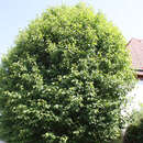 Sorbus torminalis - Elsbeere