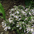 Penstemon hirsutus 'Pygmaeus': Bild 2/2