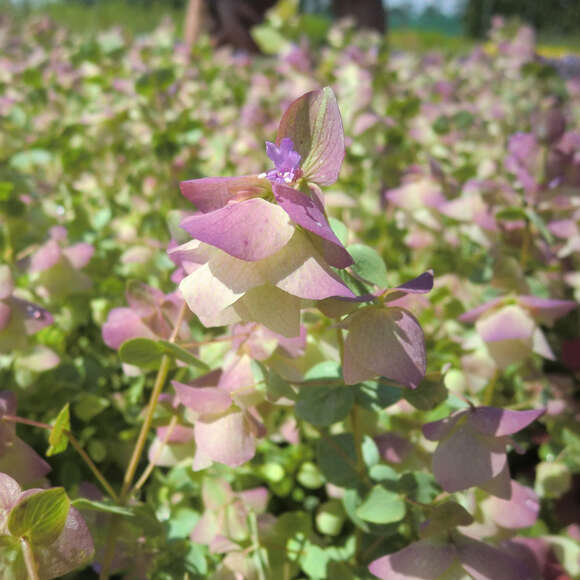 Origanum rotundif. 'Kent Beauty': Bild 2/3 Origanum rotundif. 'Kent Beauty': Bild 2/3