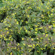 Lysimachia ciliata 'Firecracker': Bild 2/7