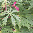 Acer japonicum 'Aconitifolium': Bild 1/7